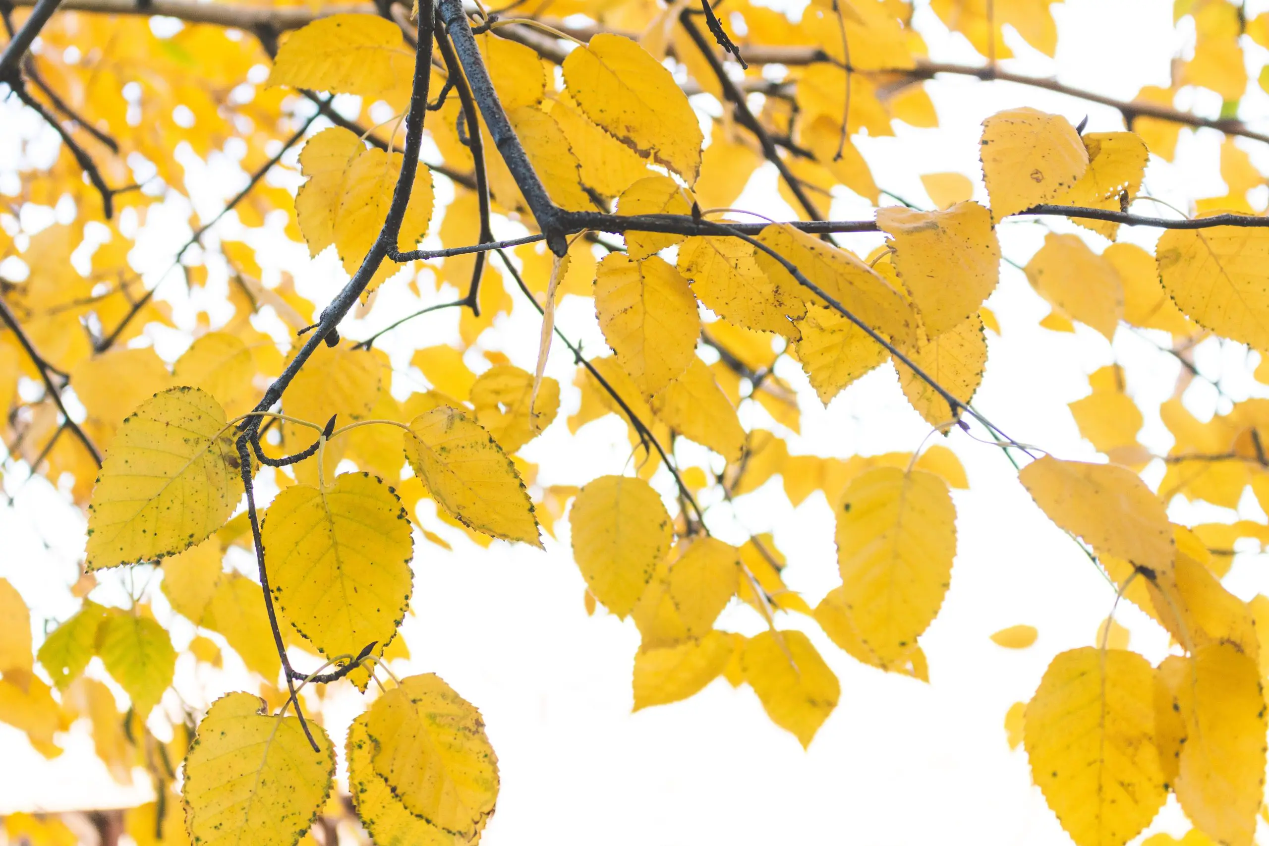 У фикуса желтеют листья: что делать?