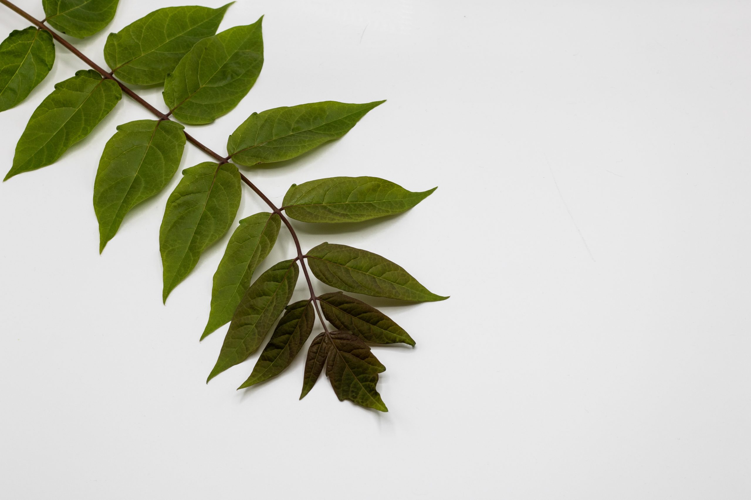 Comment tailler un ficus nain?