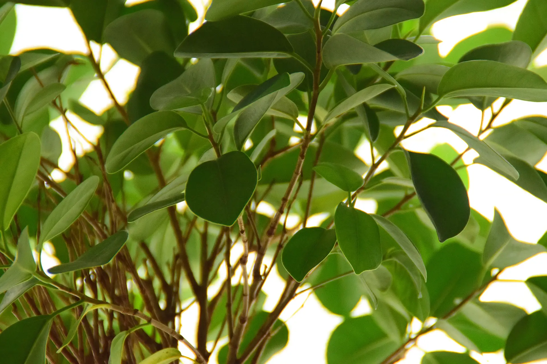 Comment arroser un Ficus benjamina ?