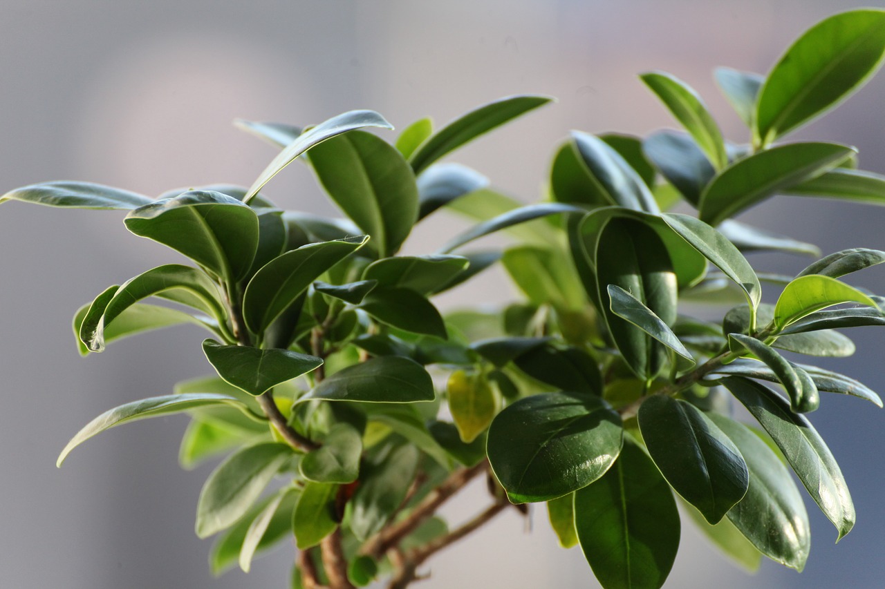 Cosa fare con un ficus che ha un cattivo odore?