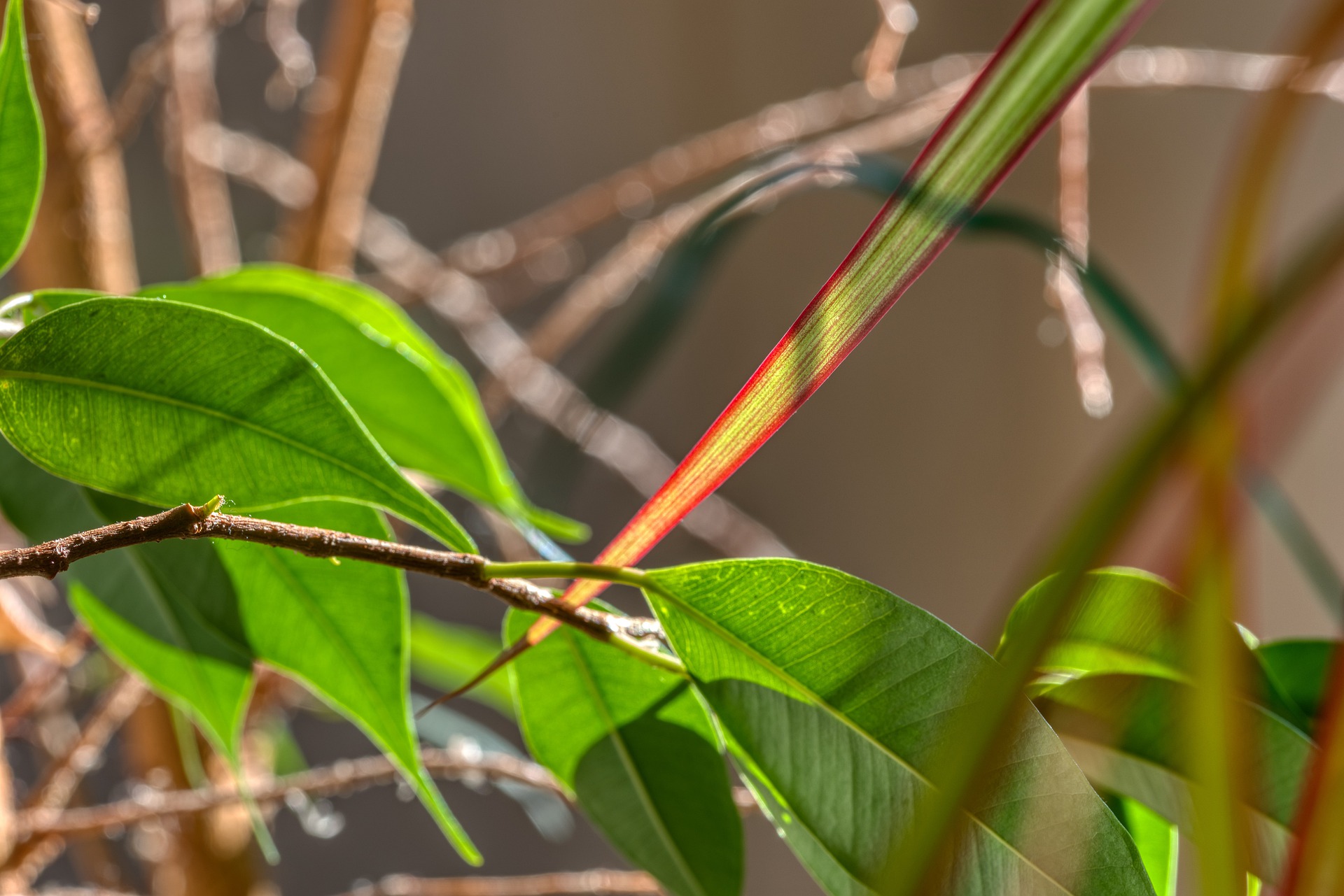 Ficus kuolee: mitä tehdä?