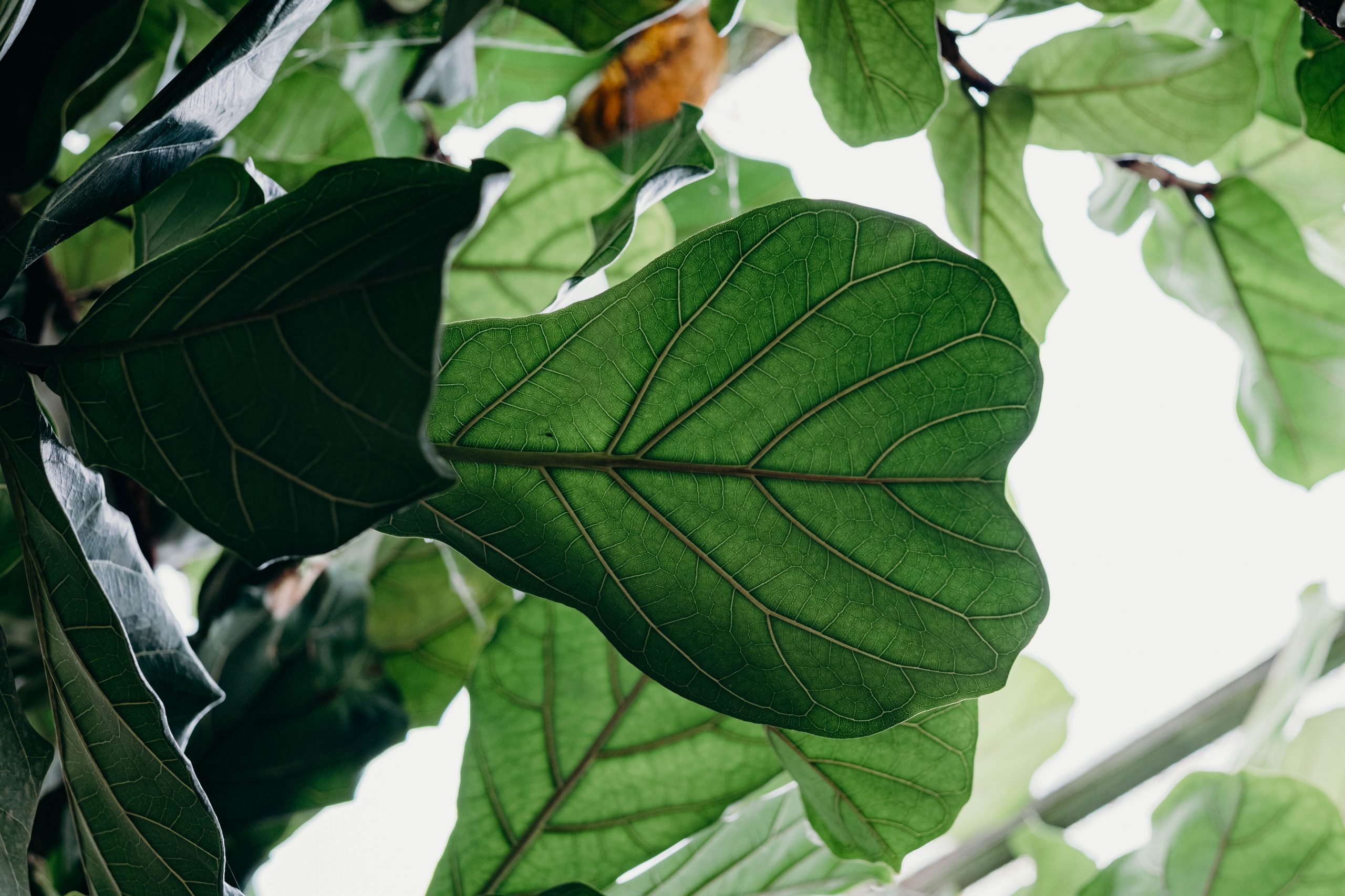 Comment tresser un ficus?