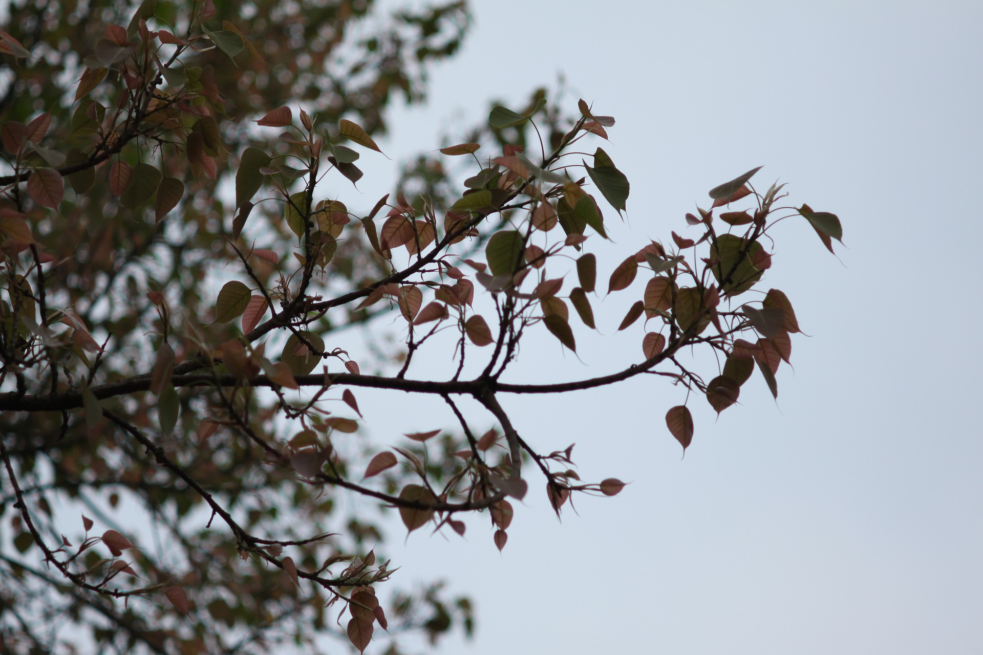 Le foglie del mio ficus si stanno arricciando: cosa fare?