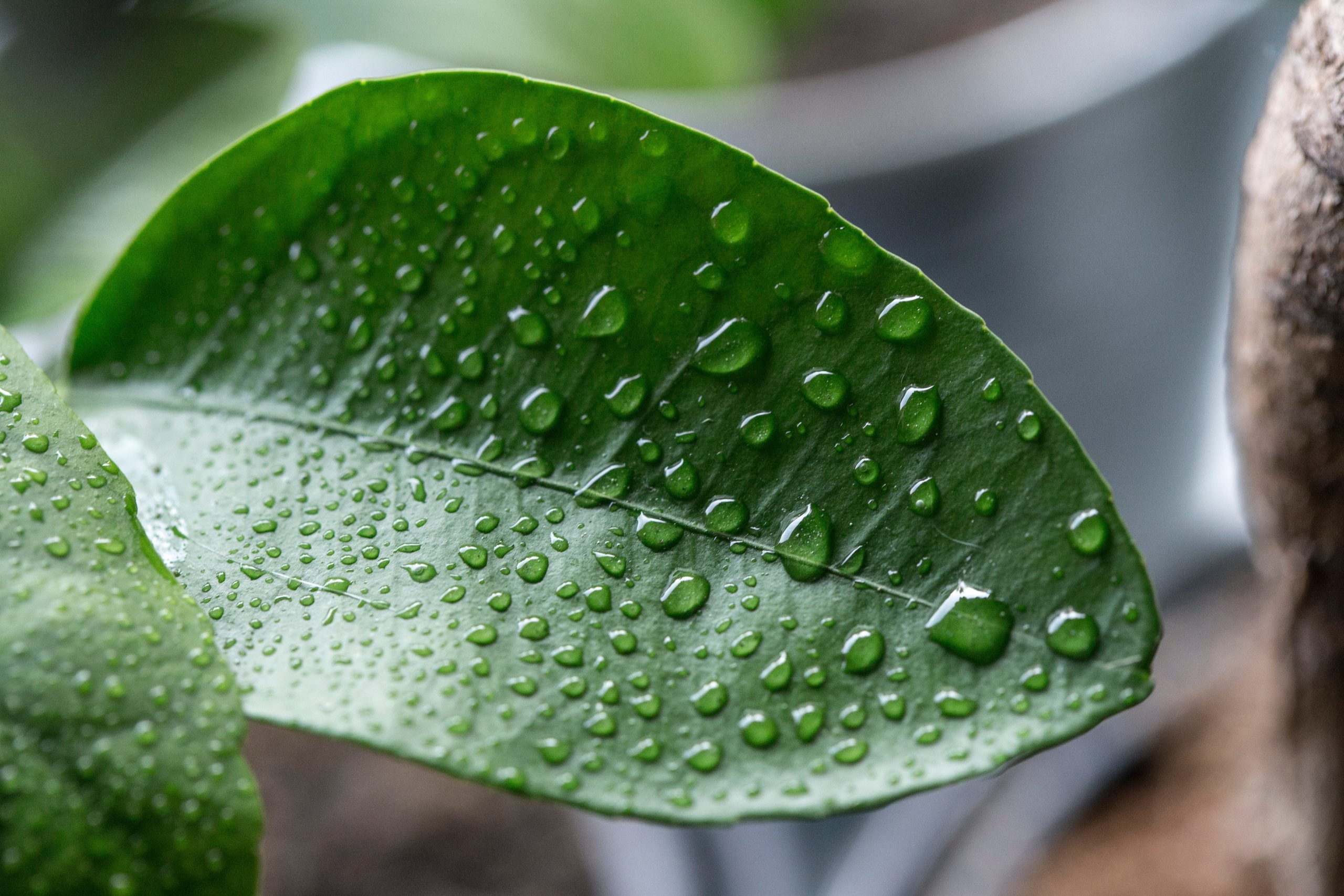 Bir ficus nasıl sulanır?