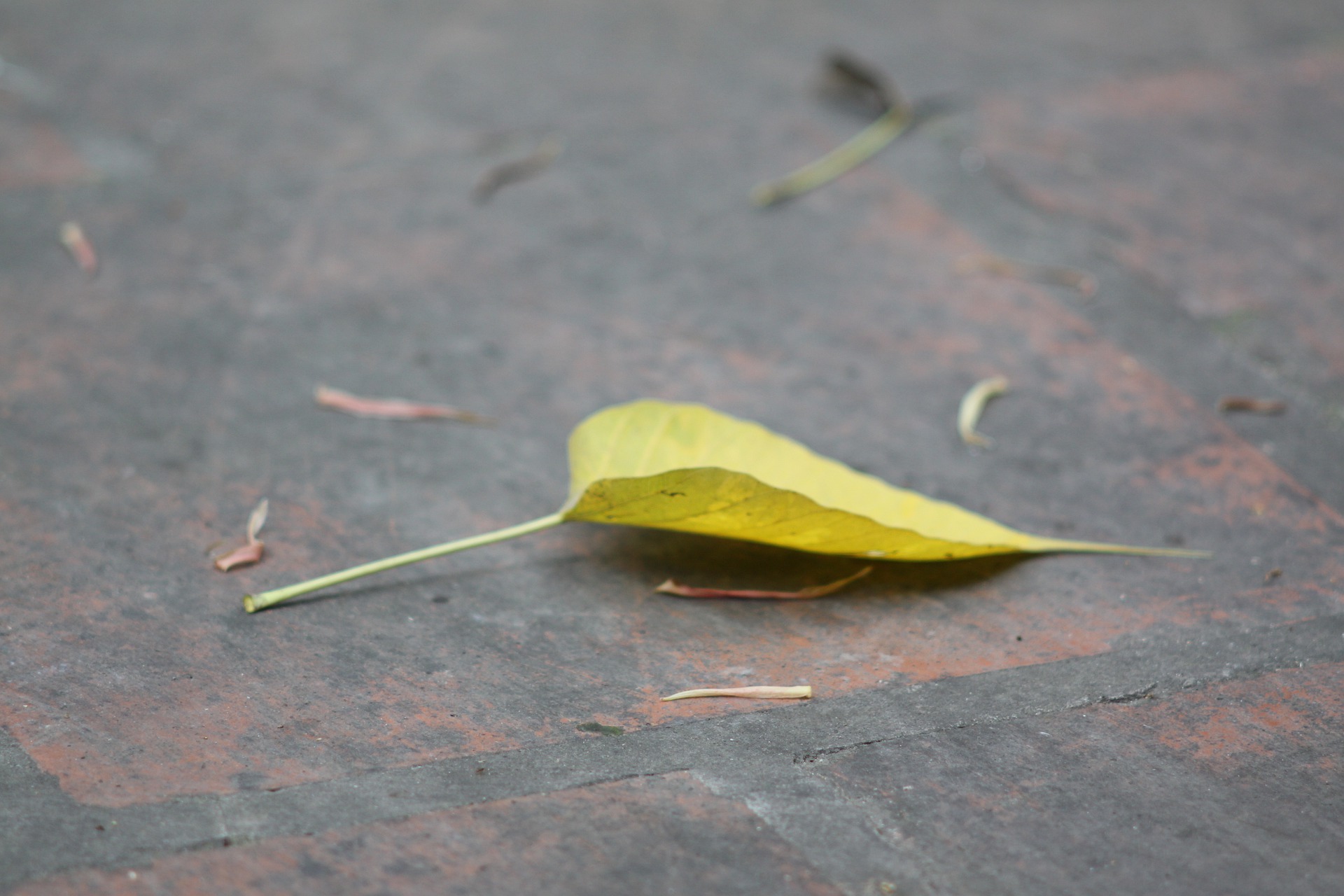 Les feuilles de mon Ficus Bonsaï sont marrons, que faire ?