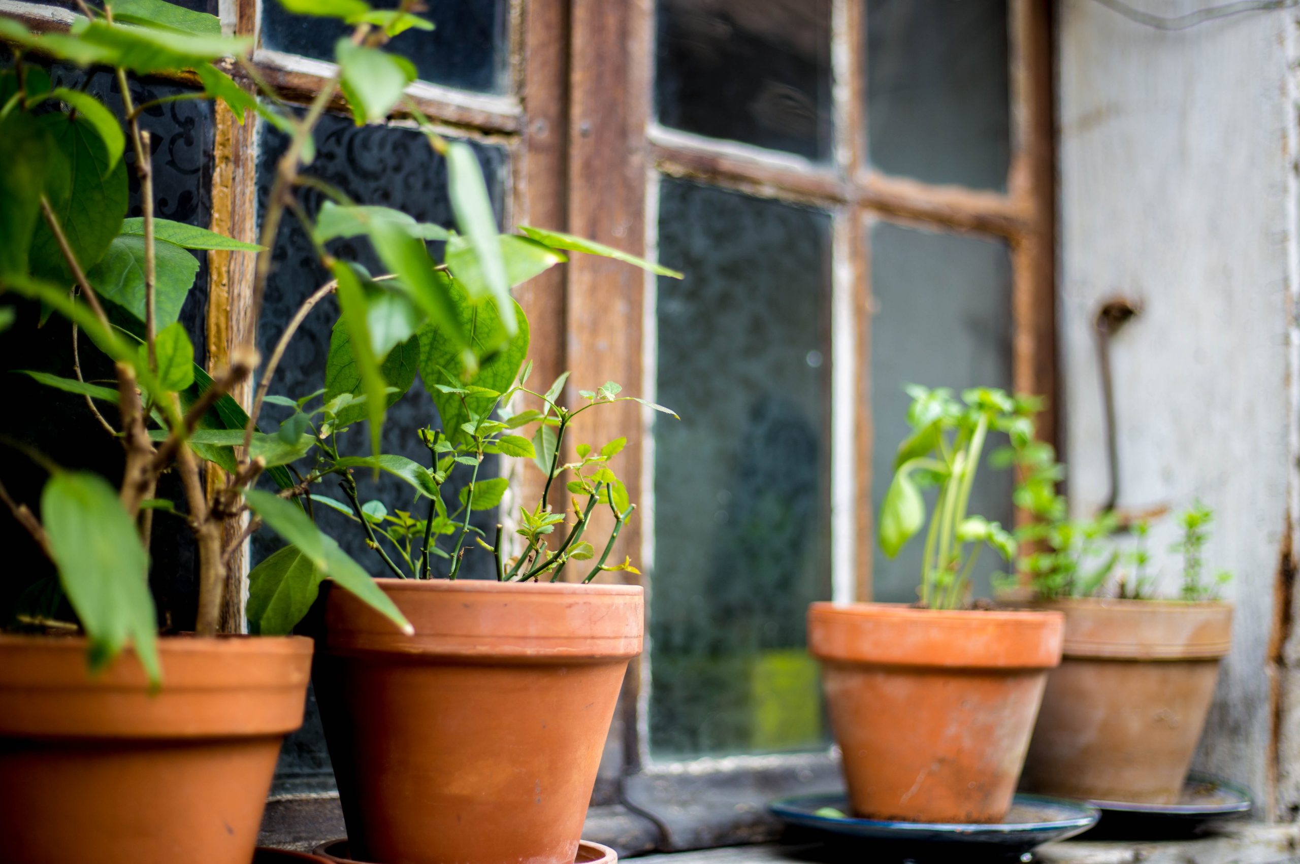 Bagaimana cara merepoting ficus benjamina?