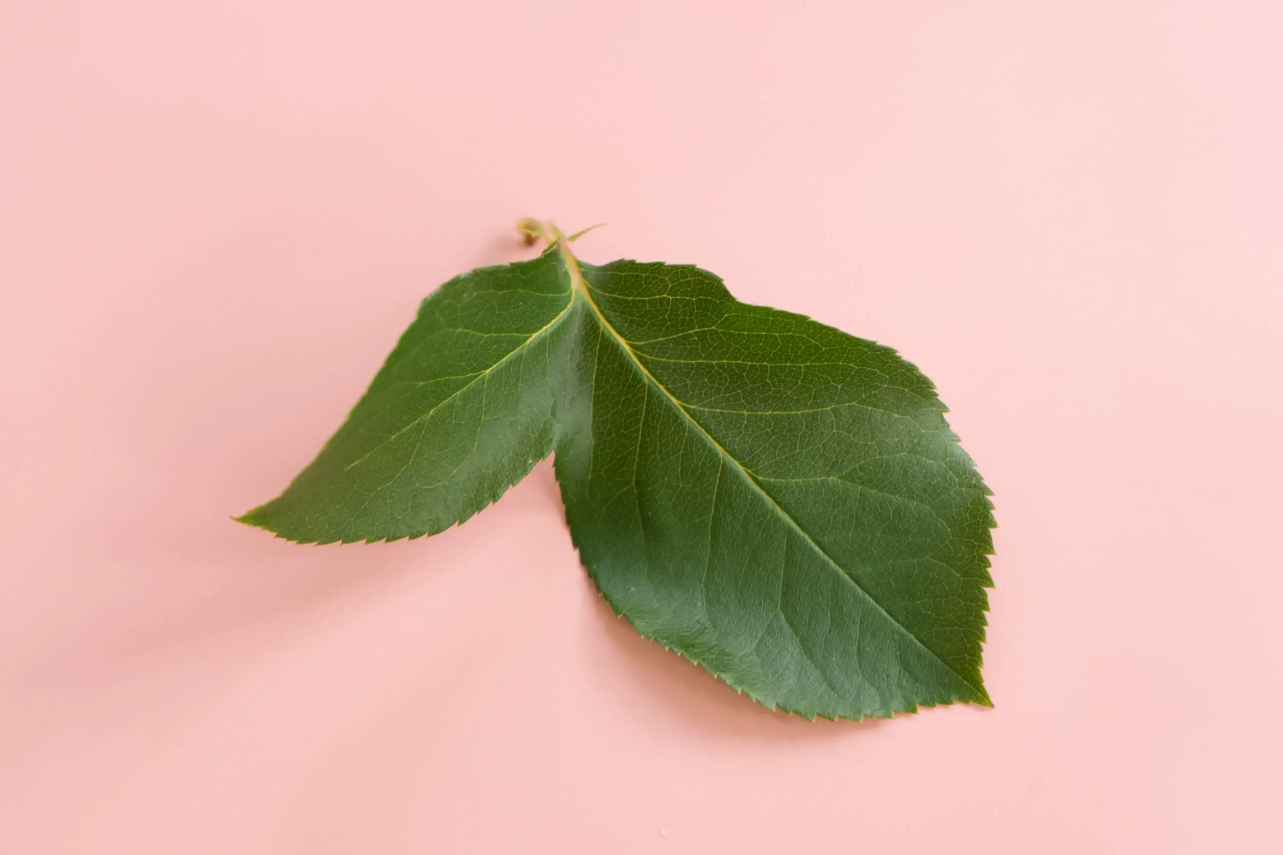 „Ficus“ netenka lapų: ką daryti?