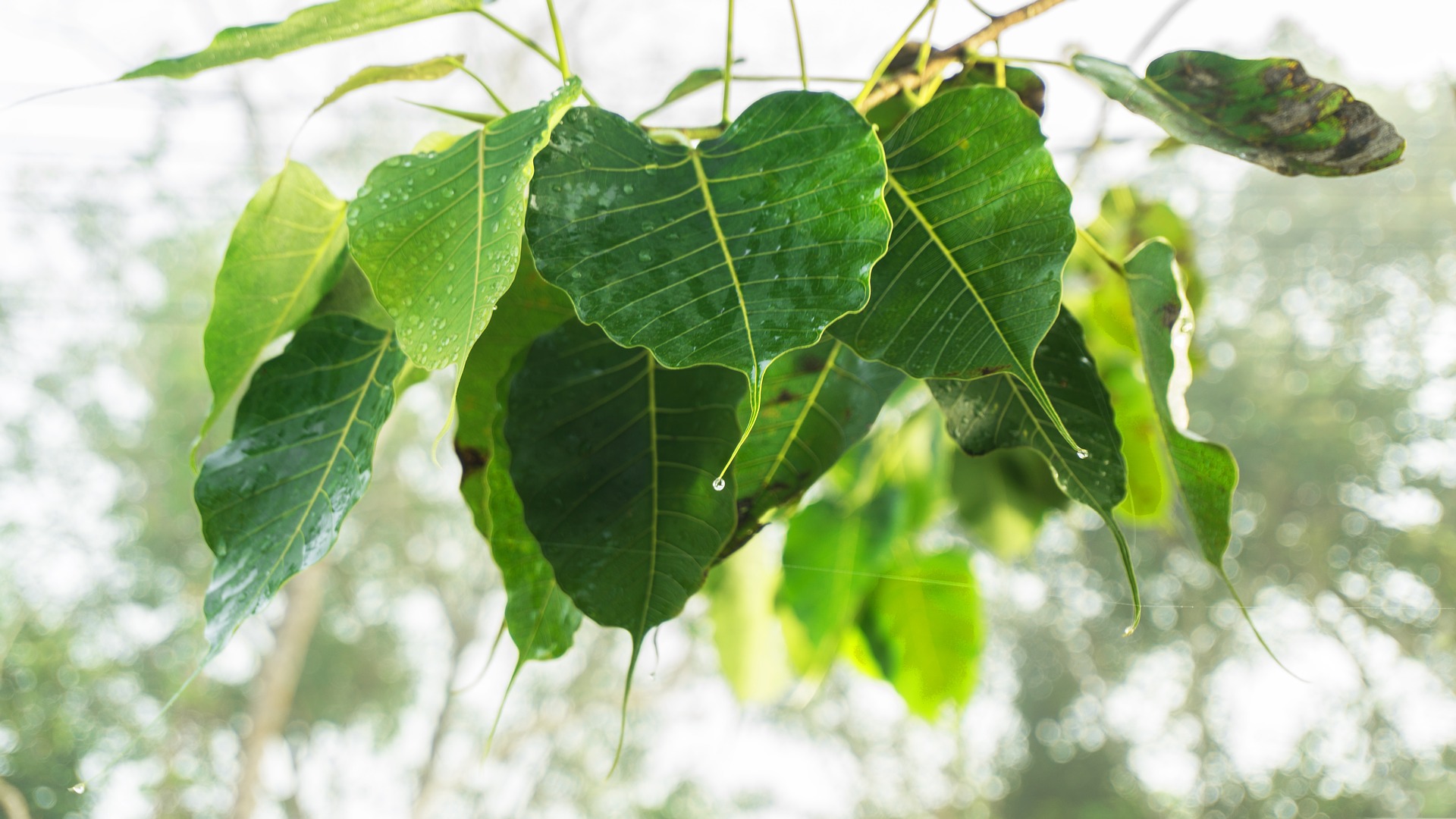 Bagaimana cara memotong ficus benjamina?