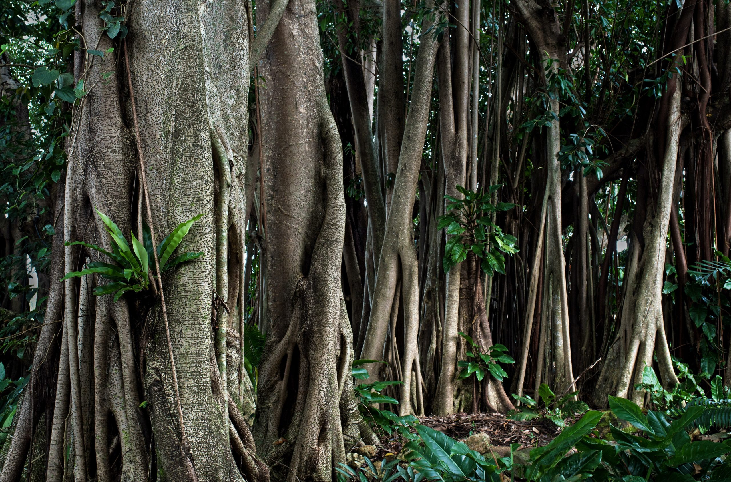 Como trançar um ficus benjamina?