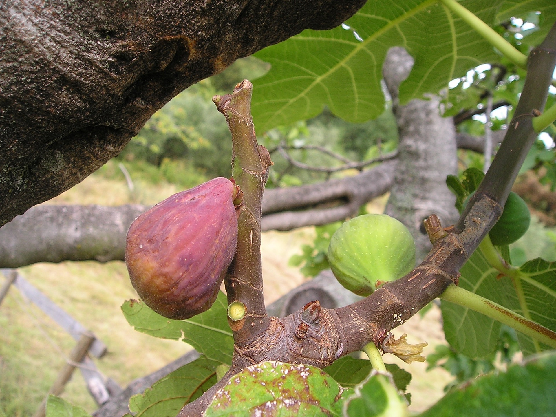 Was tun mit einem Ficus benjamina, der nicht wächst?