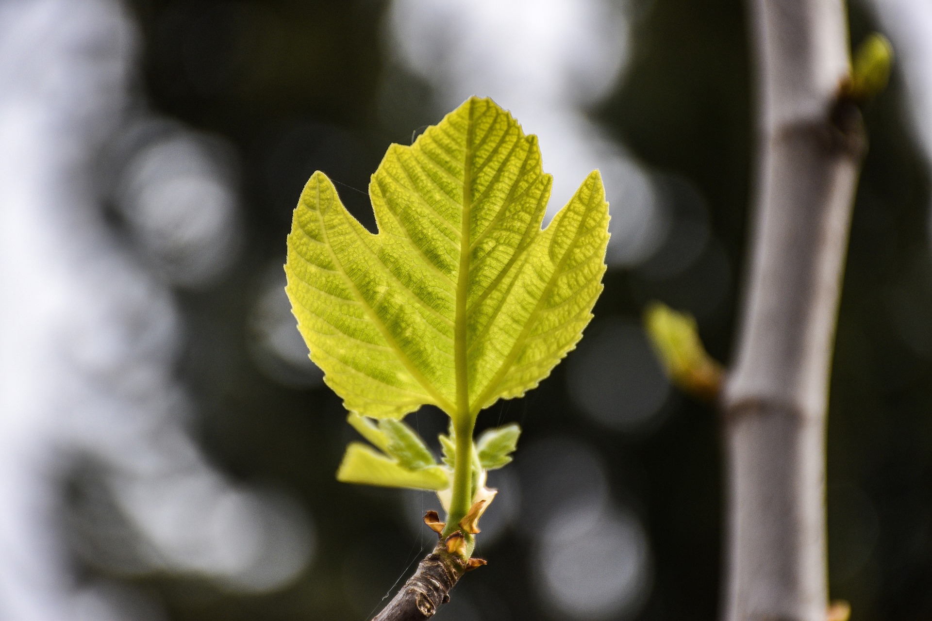 Πώς να κόψετε ένα ficus;