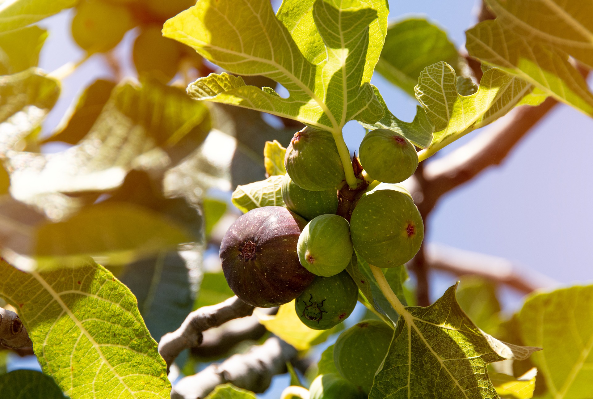 O que fazer com uma ficus de borracha que não cresce?