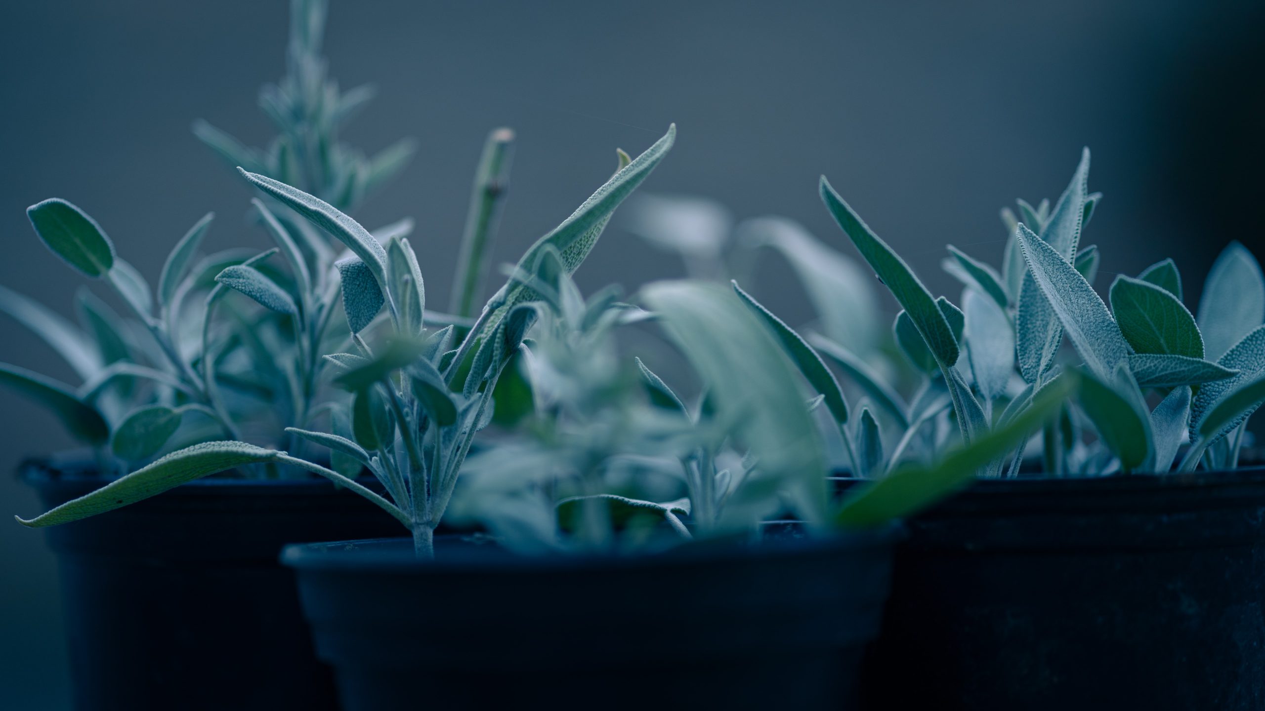 Wie schneidet man einen Ficus lyrata?