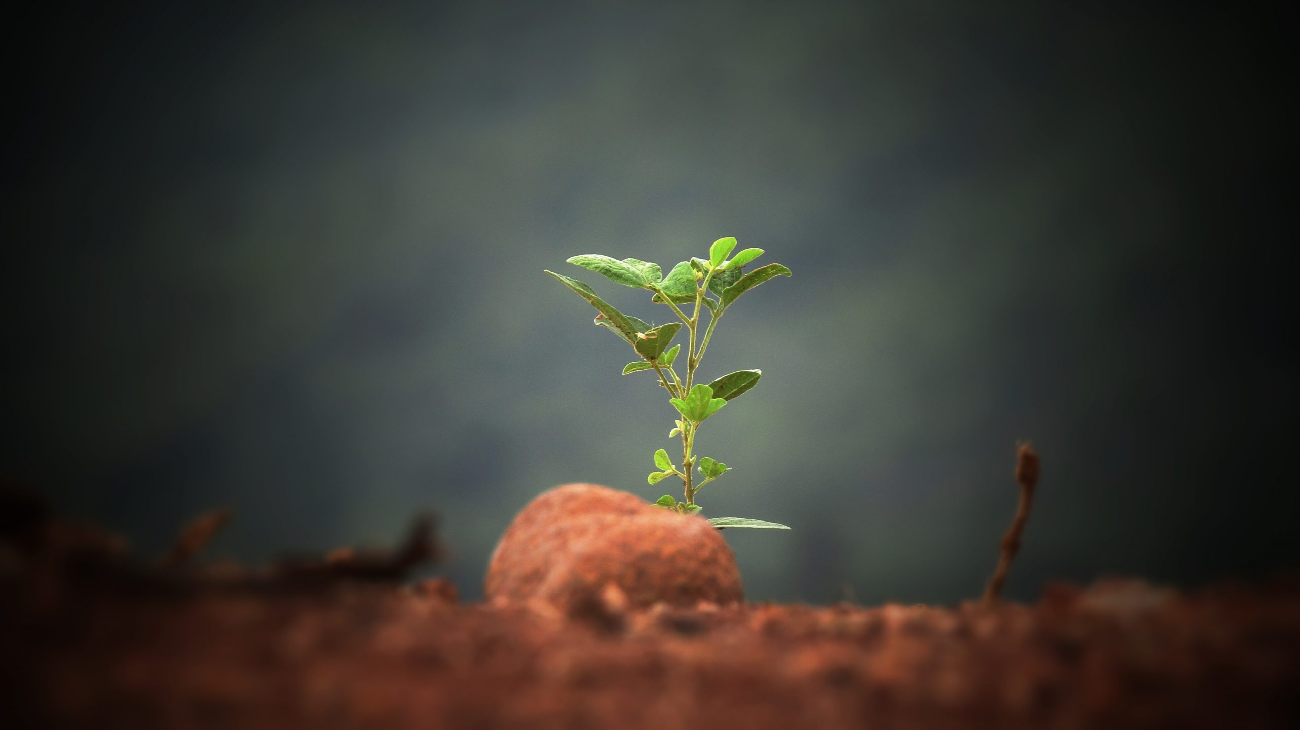 Büyümeyen bir ficus ile ne yapmalı?