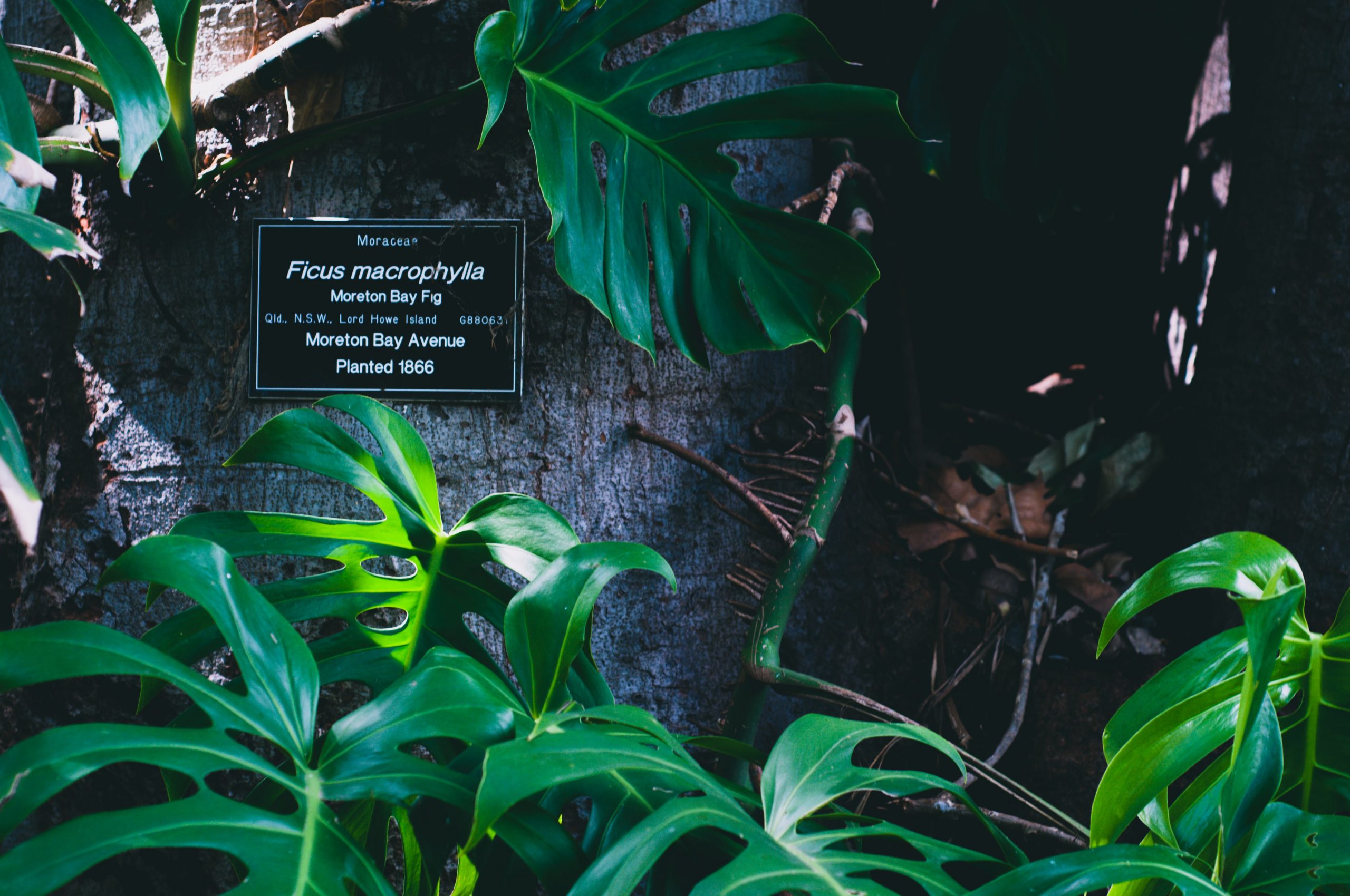 Comment entretenir un ficus?