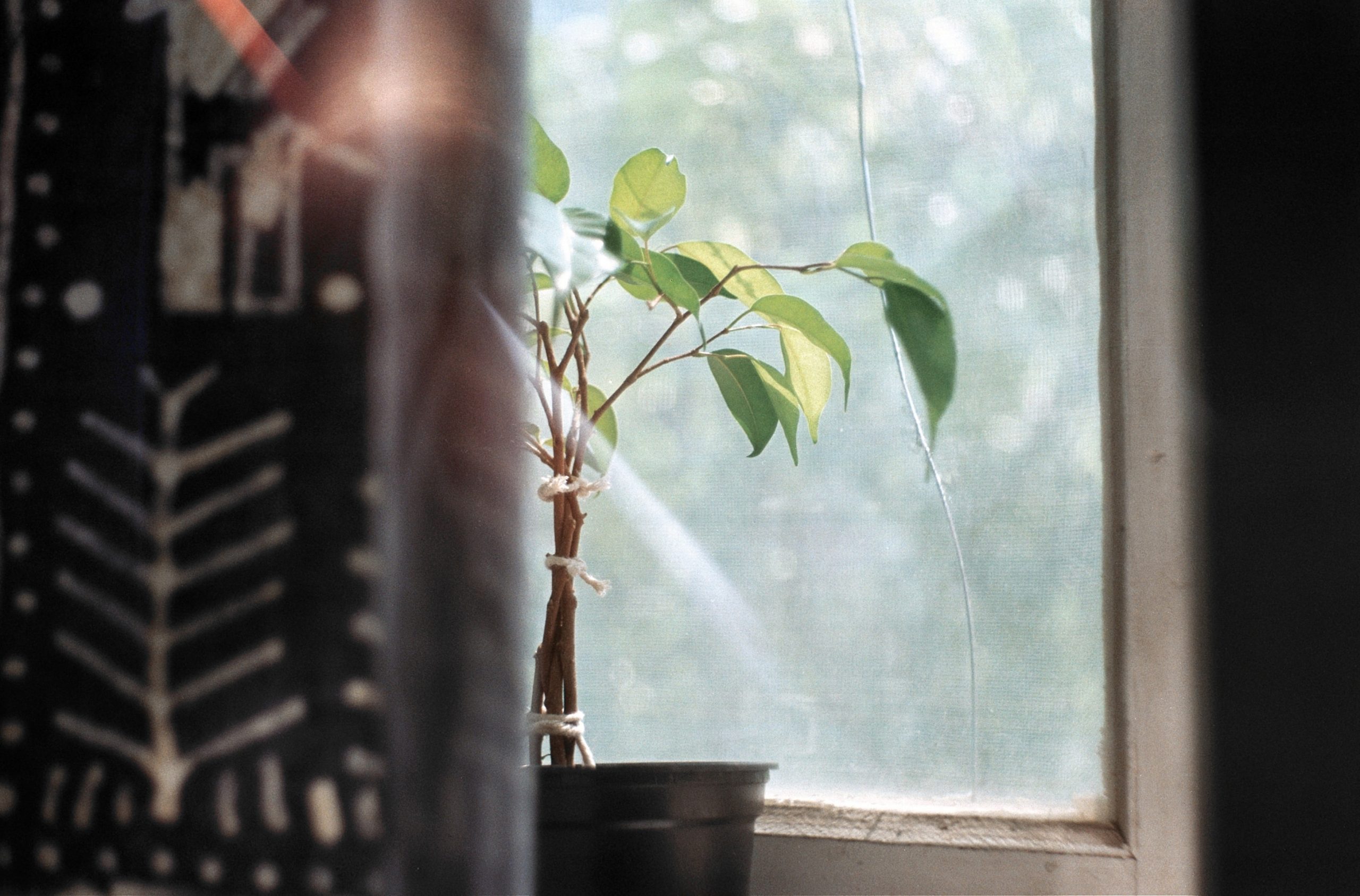 Il Ficus Elastica