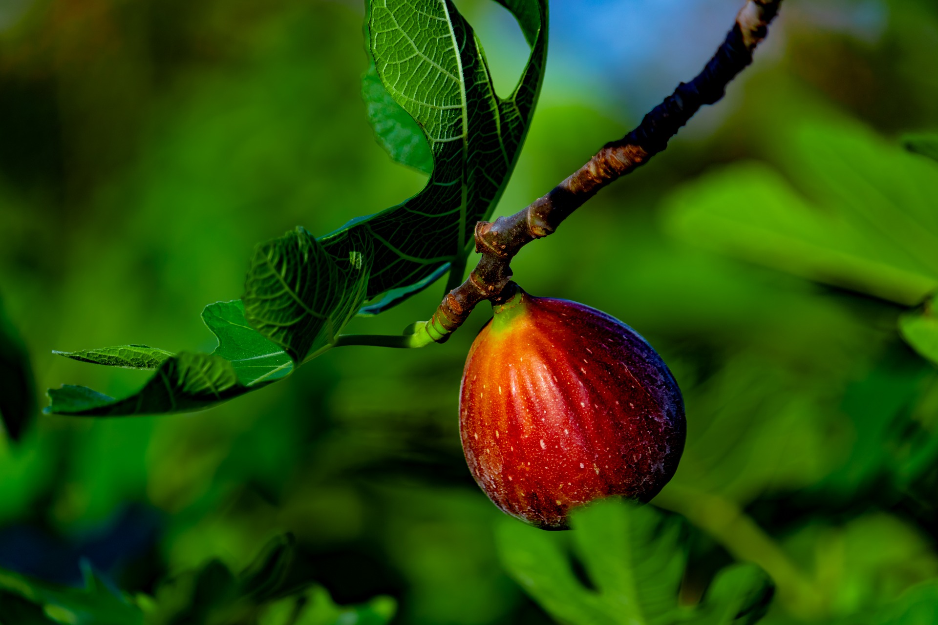 Ficus carica를 심는 방법?