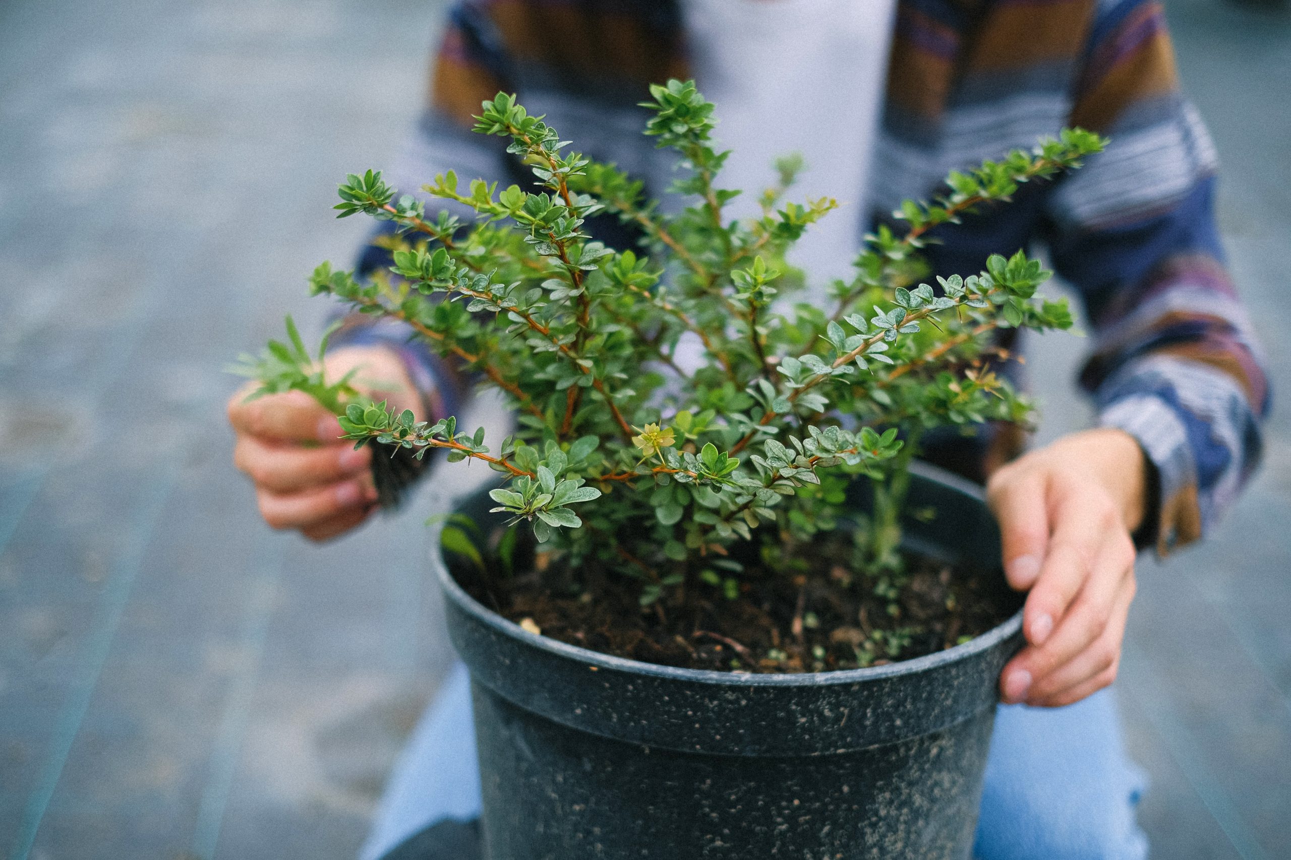 Kam umístit své bonsaje Ficus?