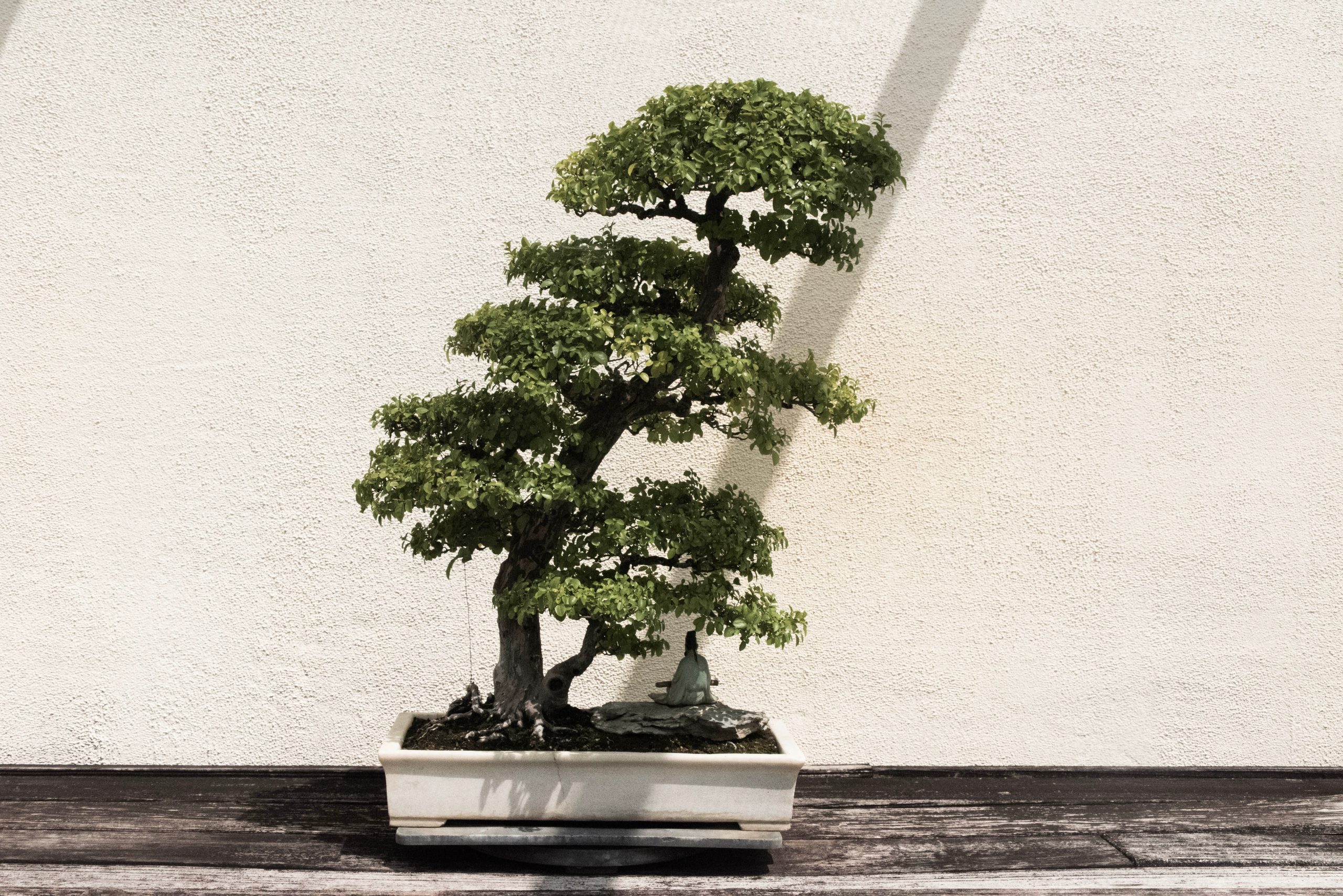 Comment sauver un Ficus bonsaï ?