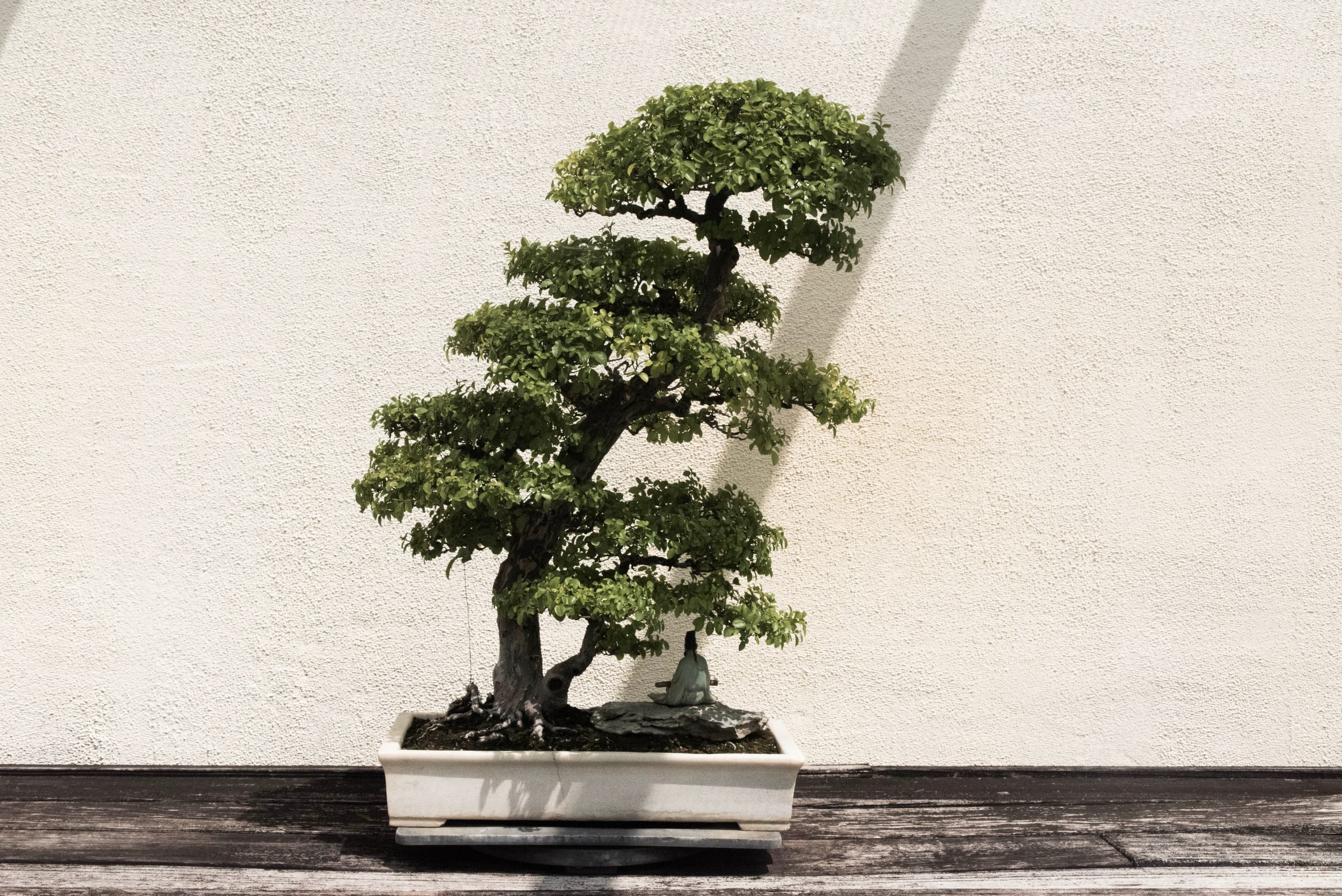 كيفية حفظ Ficus bonsai؟