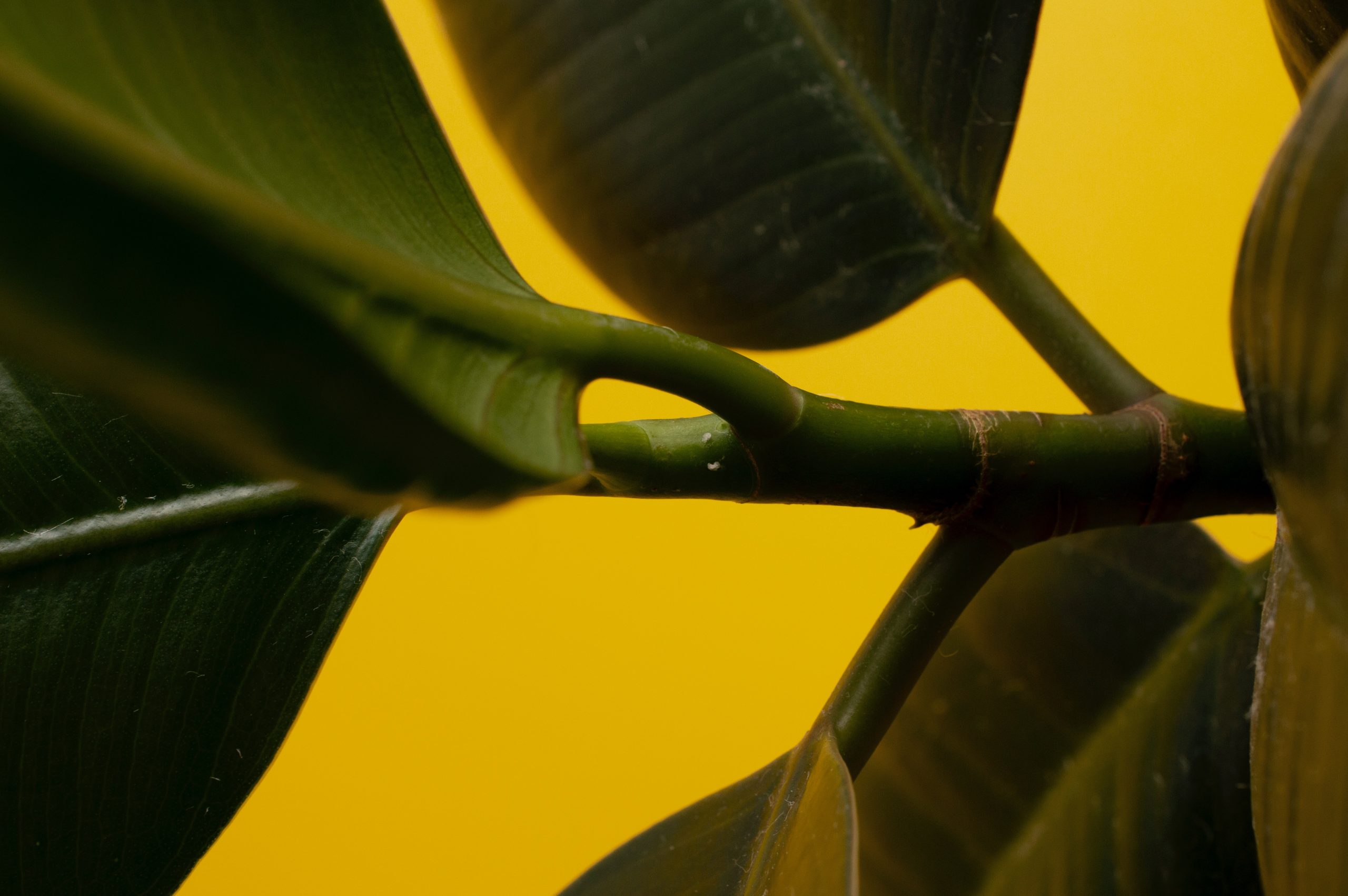 Bagaimana cara menyimpan Ficus benjamina?