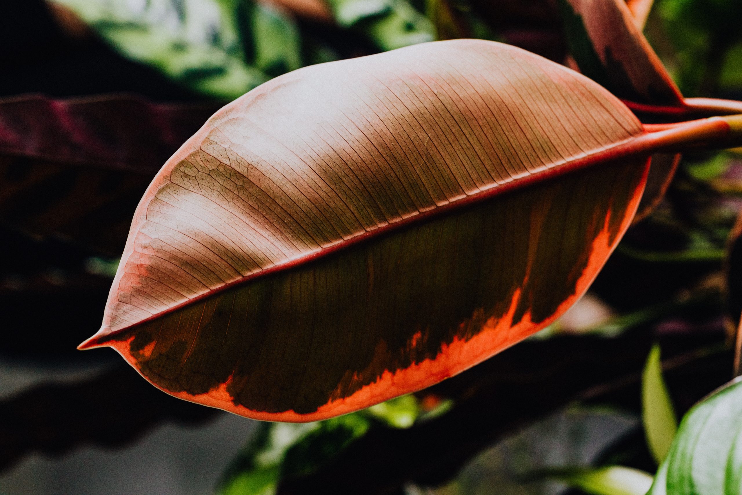 Hur sparar man en Ficus ginseng?