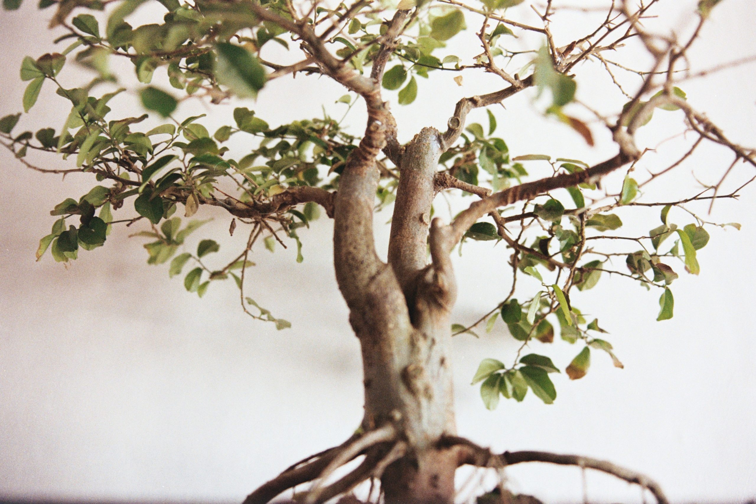 Wie gießt man einen Ficus-Bonsai?