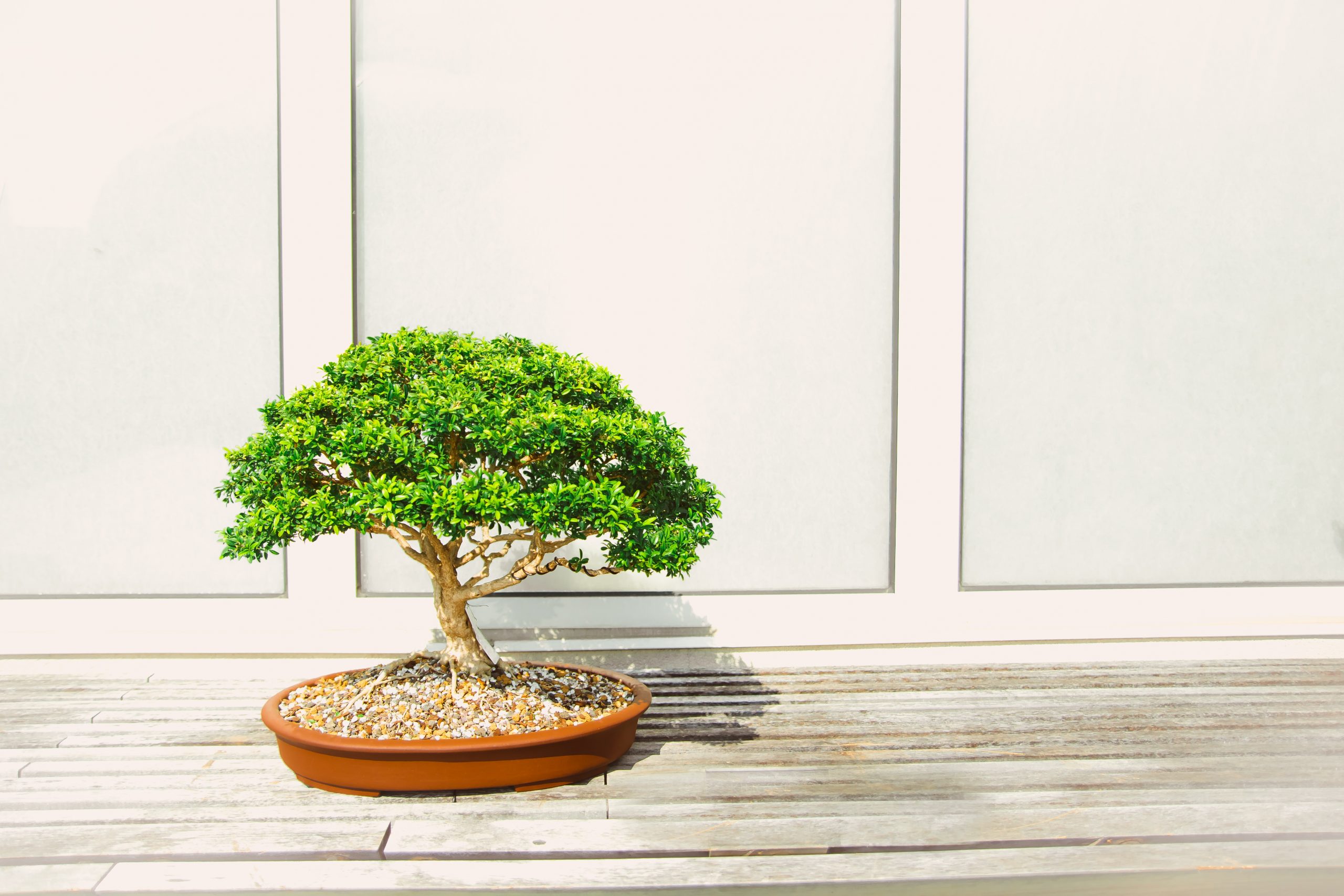 Hvordan vedlikeholde en Ficus Bonsai?