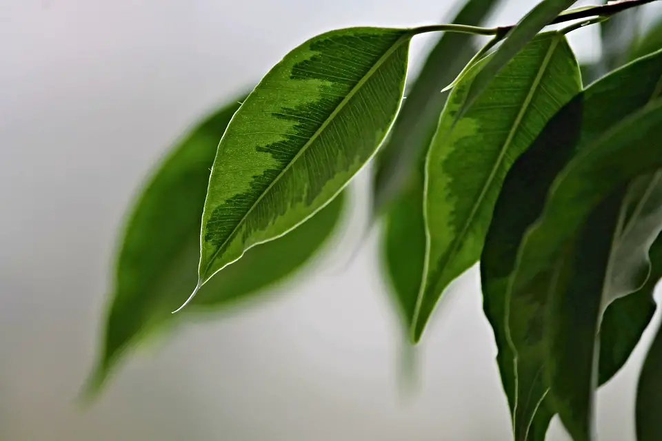 The Ficus Benjamina