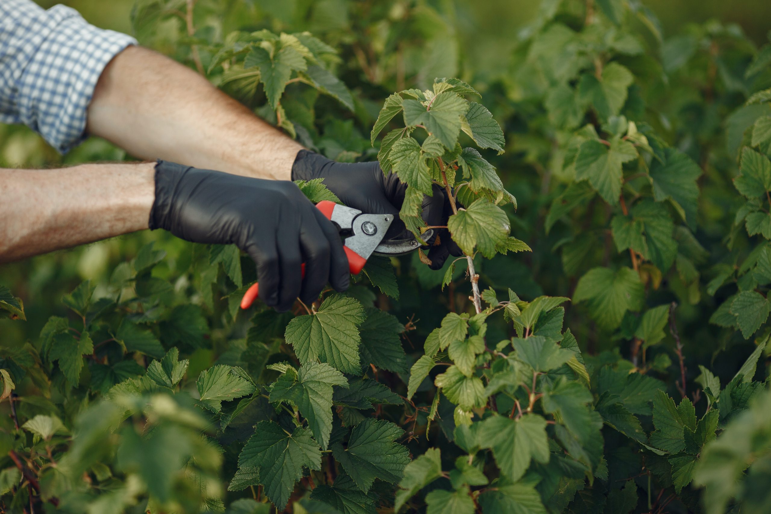 Hvordan beskjære en Ficus benjamina?