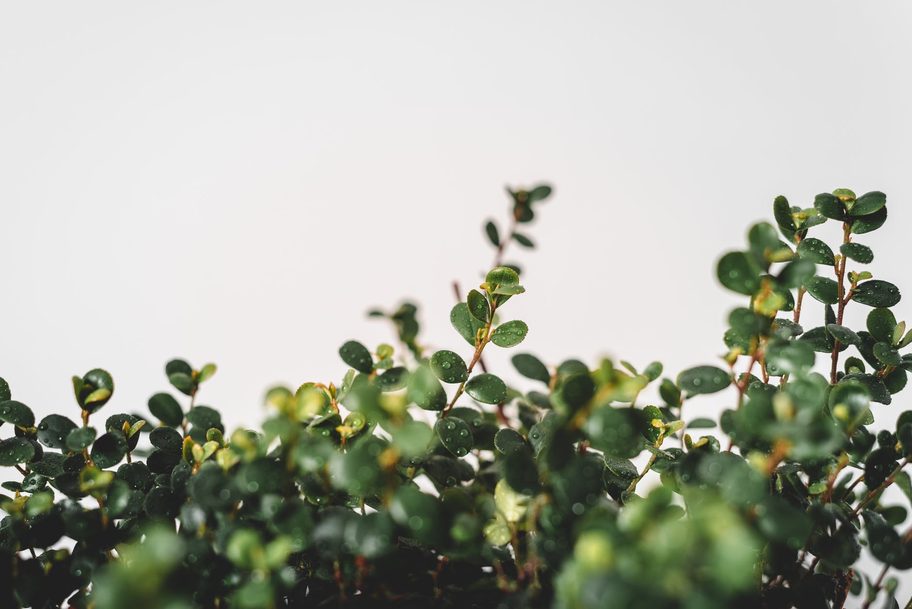 Quand planter son Ficus Carica ?