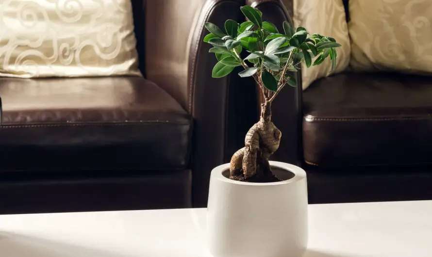 Hva er fordelene med ficus Ginseng?