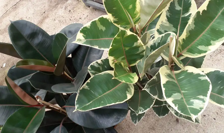 What exposure for a ficus?