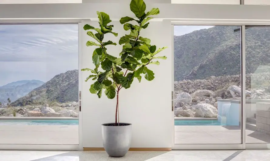 Comment tailler un ficus Lyrata ?