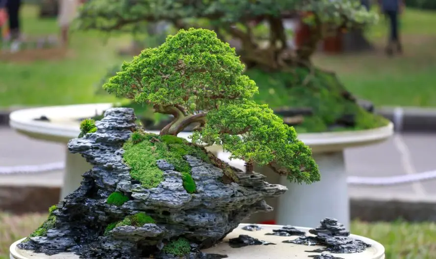 Làm thế nào để cắt tỉa một cây bonsai?