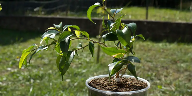 Cosa fare con un ficus Microcarpa che ha foglie marroni?