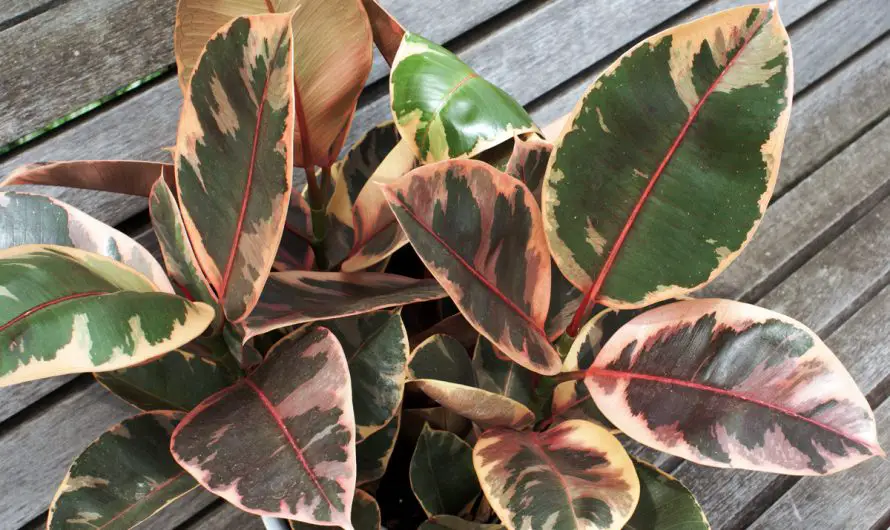 Cosa fare con un ficus elastico che ha foglie marroni?