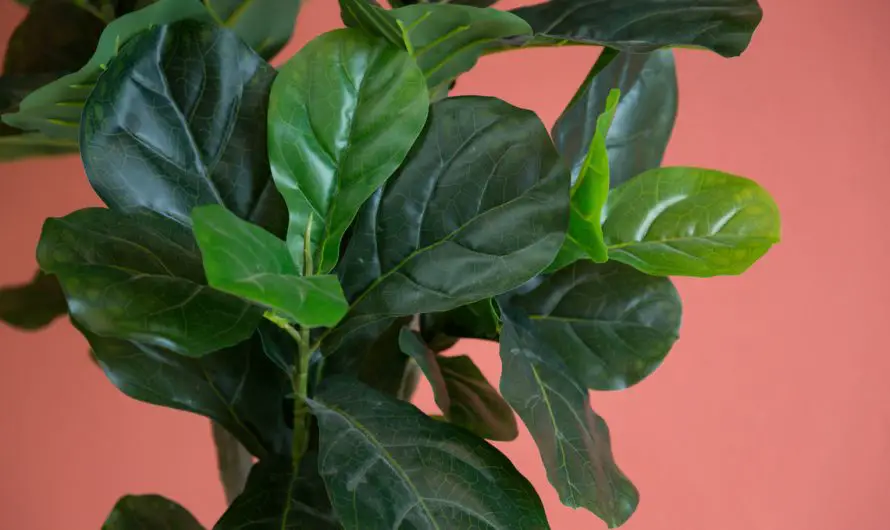 ¿Qué hacer con un ficus Lyrata que tiene hojas marrones?