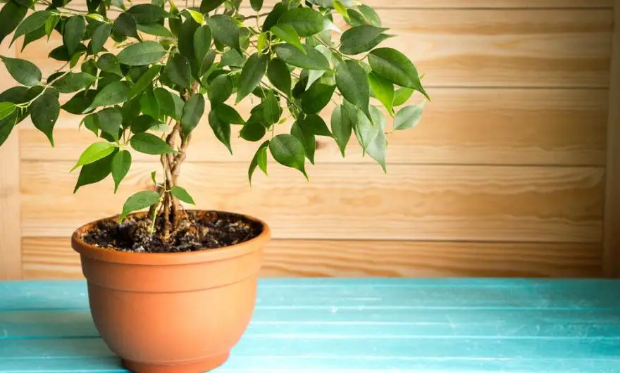 Was tun mit einem austrocknenden Ficus Benjamina?