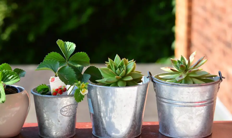 È possibile mettere un ficus su un balcone?