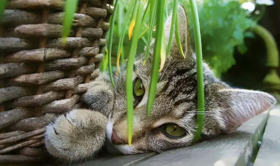 무화과나무가 고양이에게 유독하다는 것이 사실입니까?