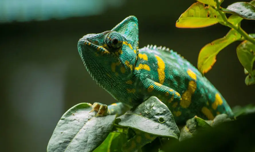 Quel ficus pour un caméléon ?