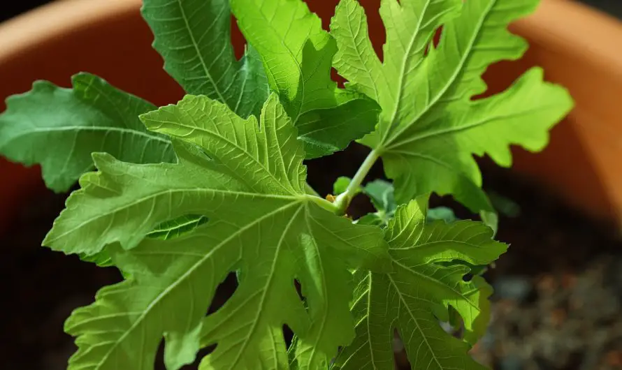 Peut-on entretenir un ficus sans tuteur ?