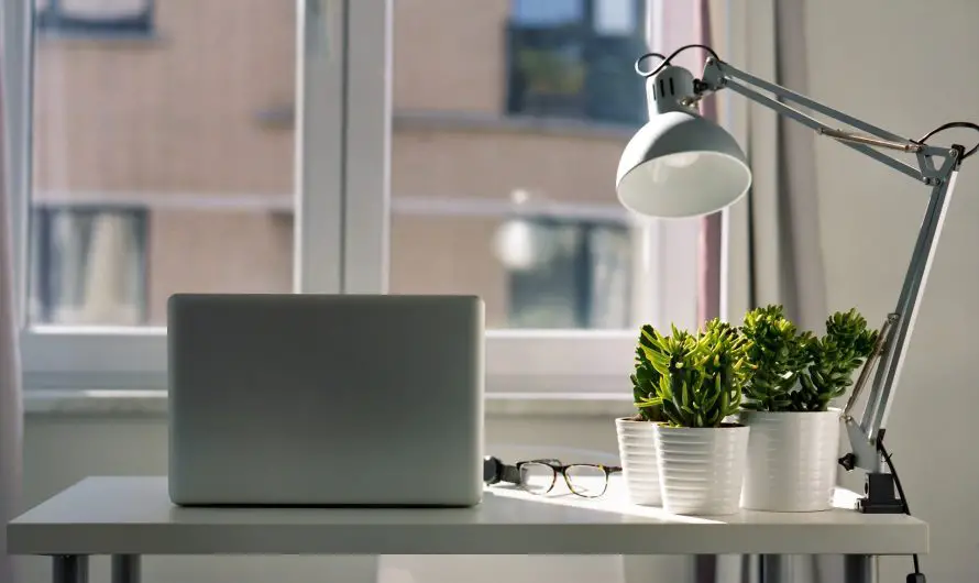 Quel ficus pour le bureau ?