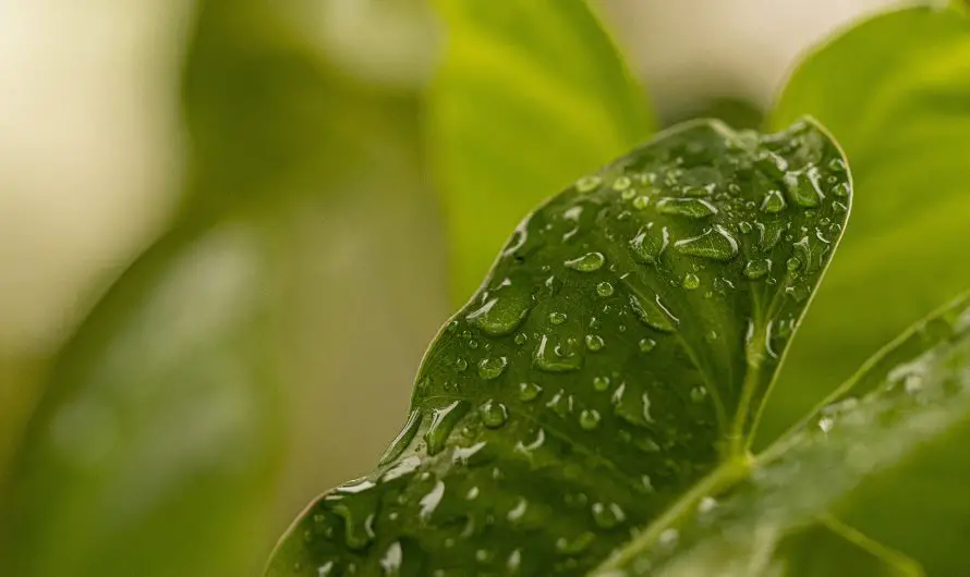 Que faire avec un ficus sous la pluie ?