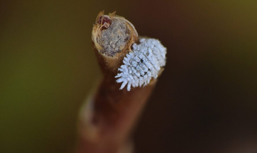 Hur behandlas en ficus mot cochineal?