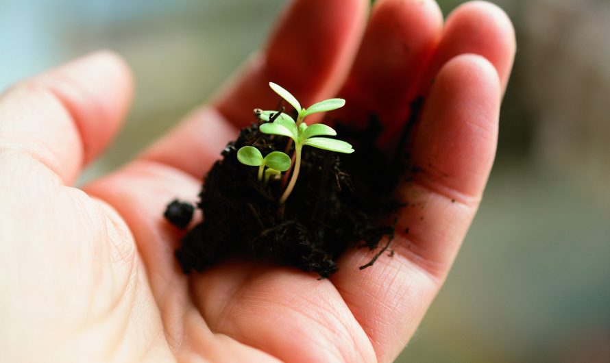 What soil for a ficus?