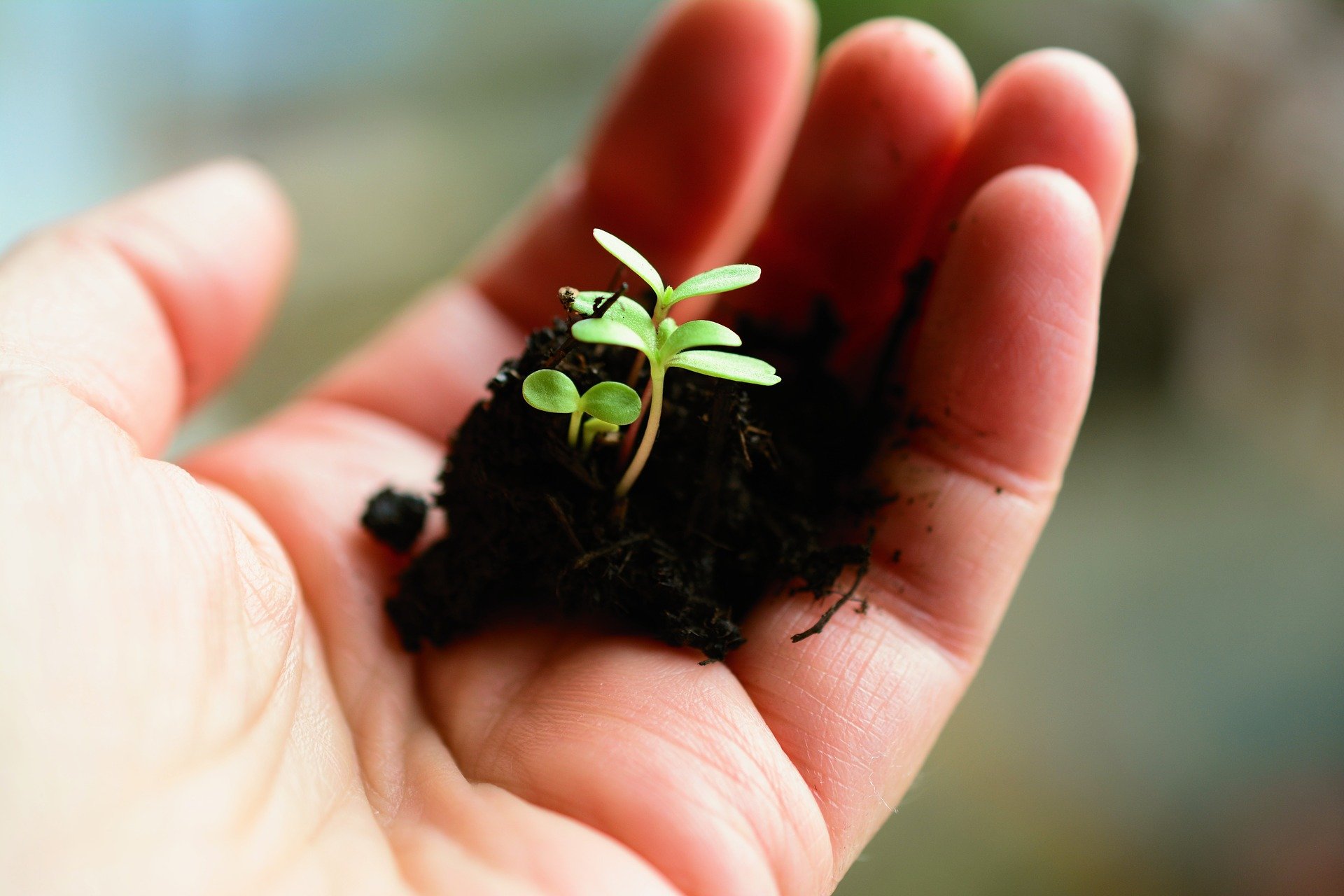 Quel terreau pour un ficus ? Ficus Conseils