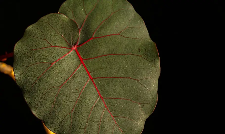 Bir ficus'u içeride mi yoksa dışarıda mı koydunuz?