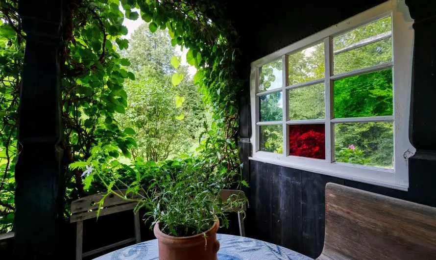 What to do with a ficus in a veranda?